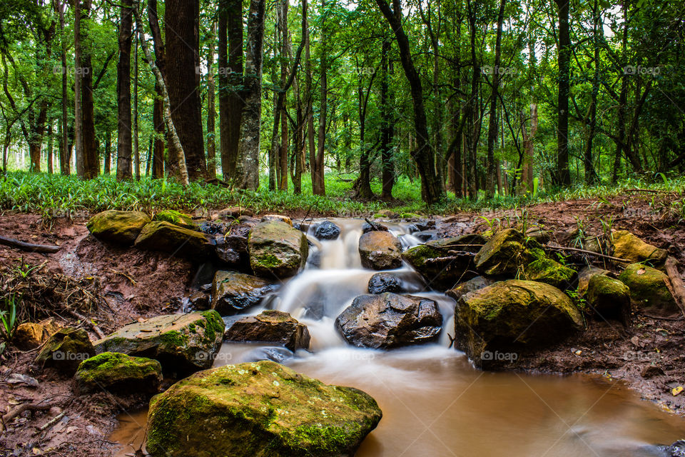 natural stream running through the forest