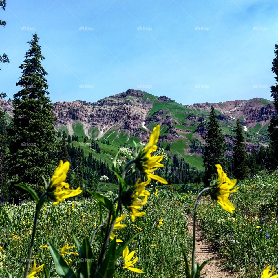 Wildflowers, crested butte, co