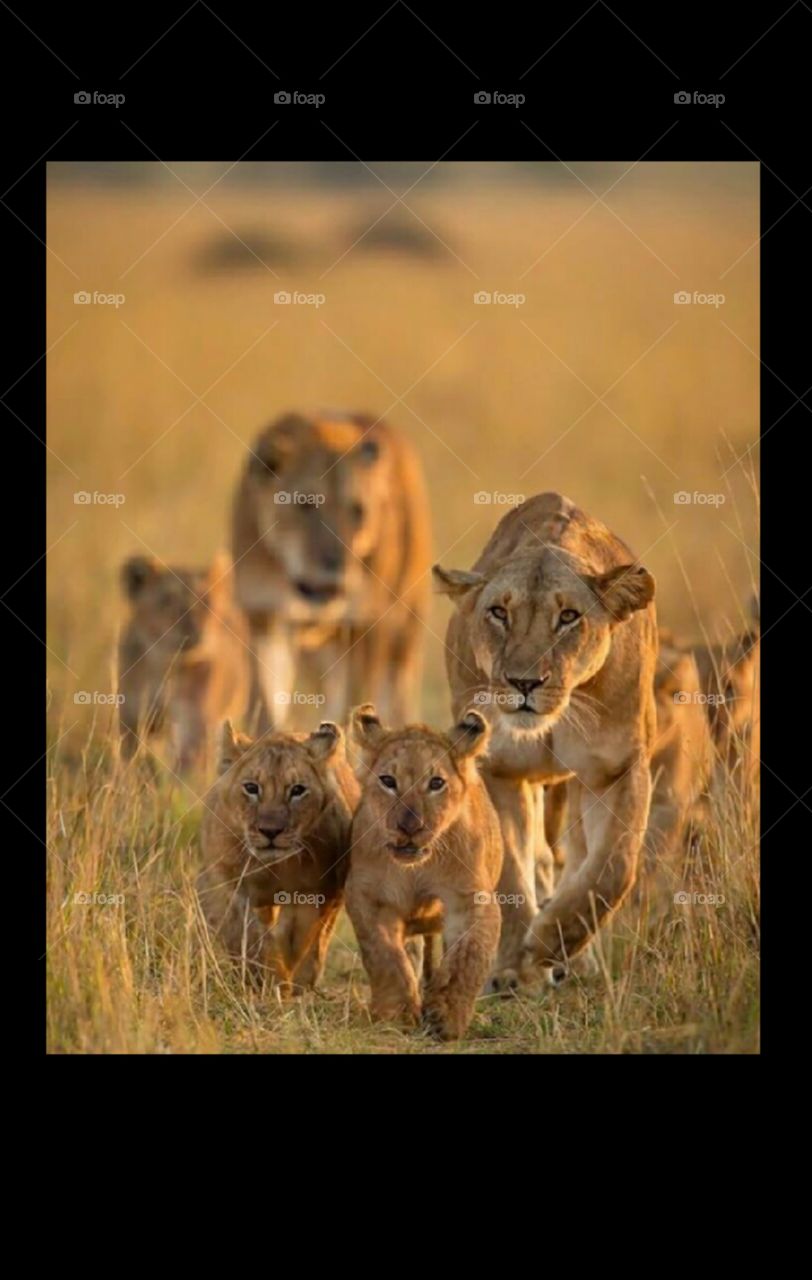 These are wildlife natural animals known as lion King of jungle roaming in groups with babies in wood, forest wonderful matterhorn majestic discover stone pondspring, these are high quality HDR photo shoot from sunderban delta India home of lion wall
