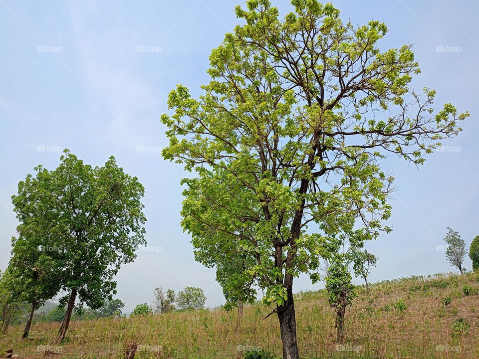 nature 
tree
very nice looks of word so good
yaha par sab kuch accha hi lagta hai tree
 ki khubsurati wow