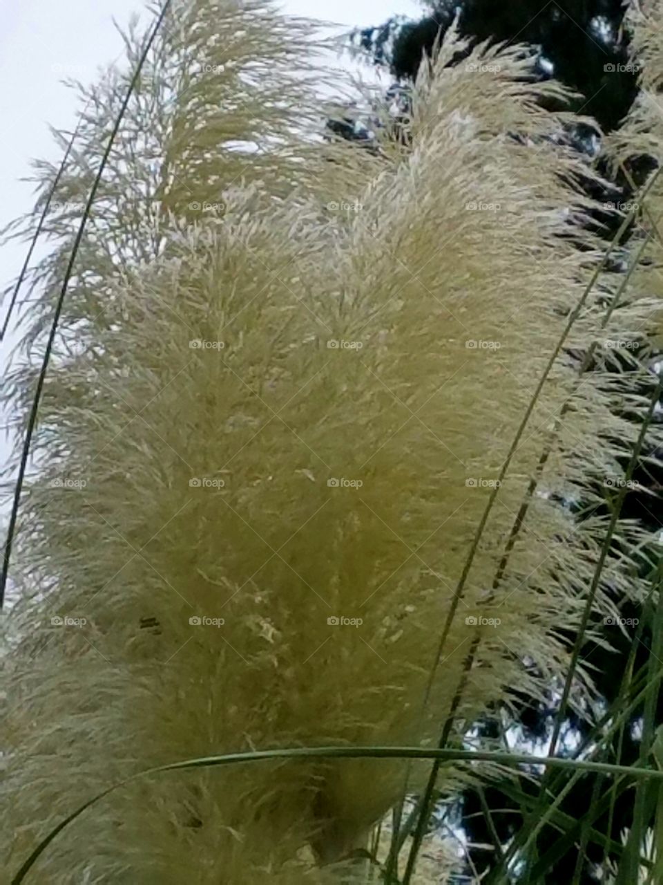 tall grass
