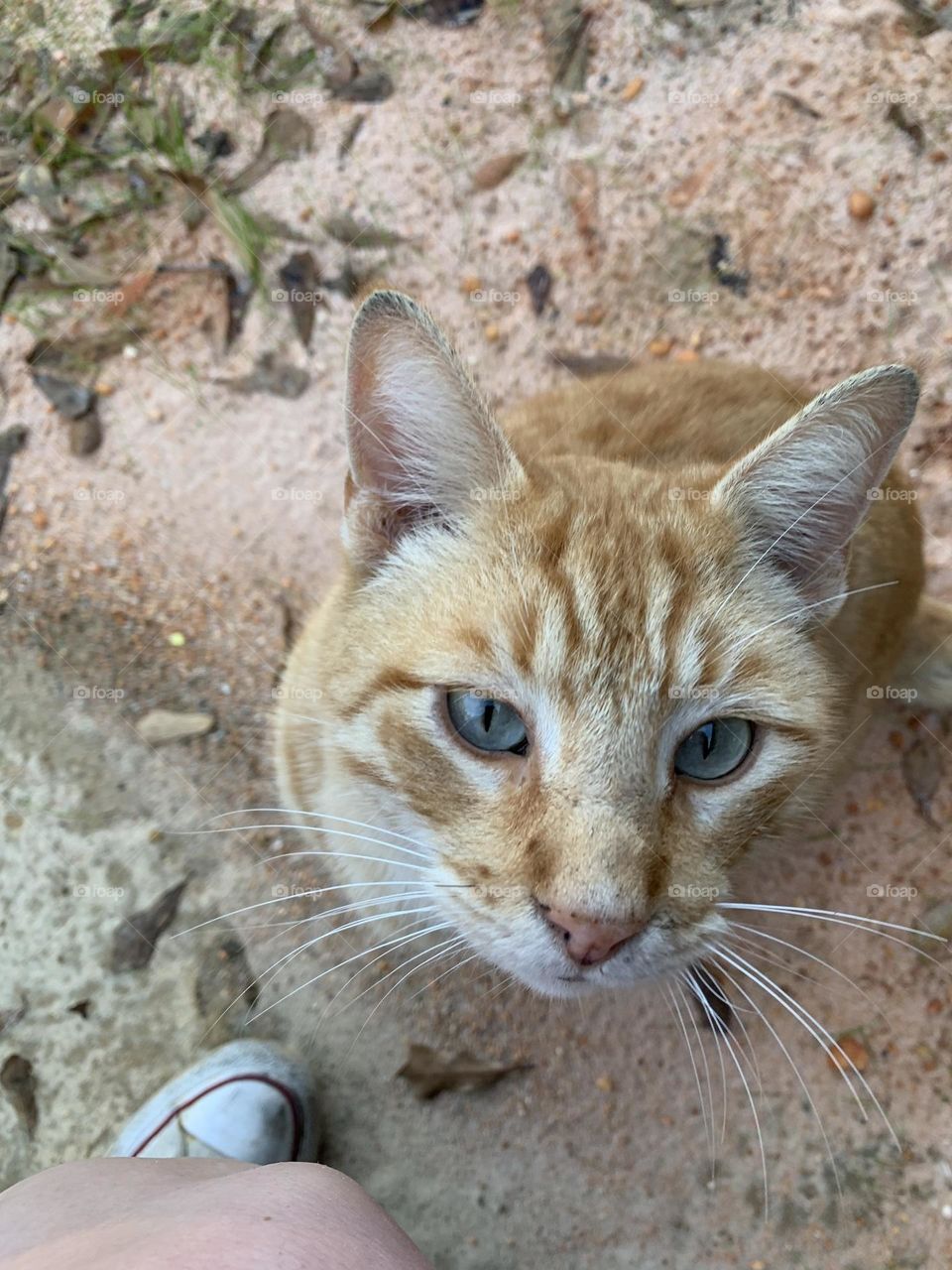 The sweetest orange tabby cat I got to meet last year. He wanted so much love and cuddles!
