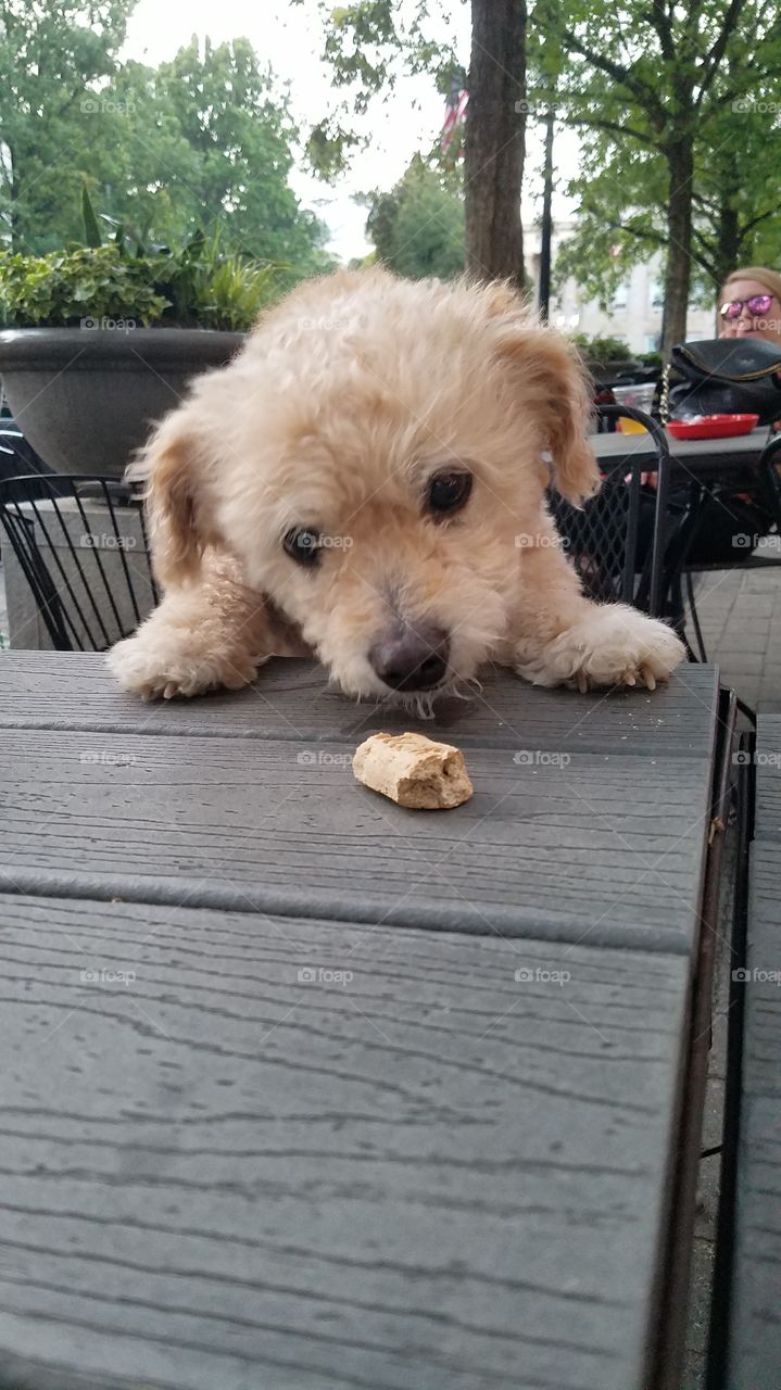 Poodle Bichon Dog Eats a Treat