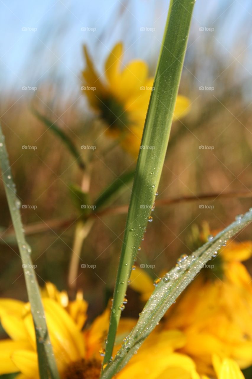 Dew Drops