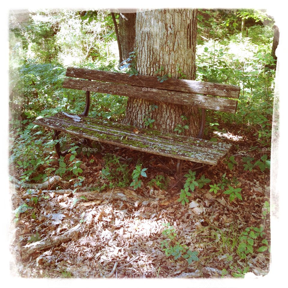 Old bench in woods 