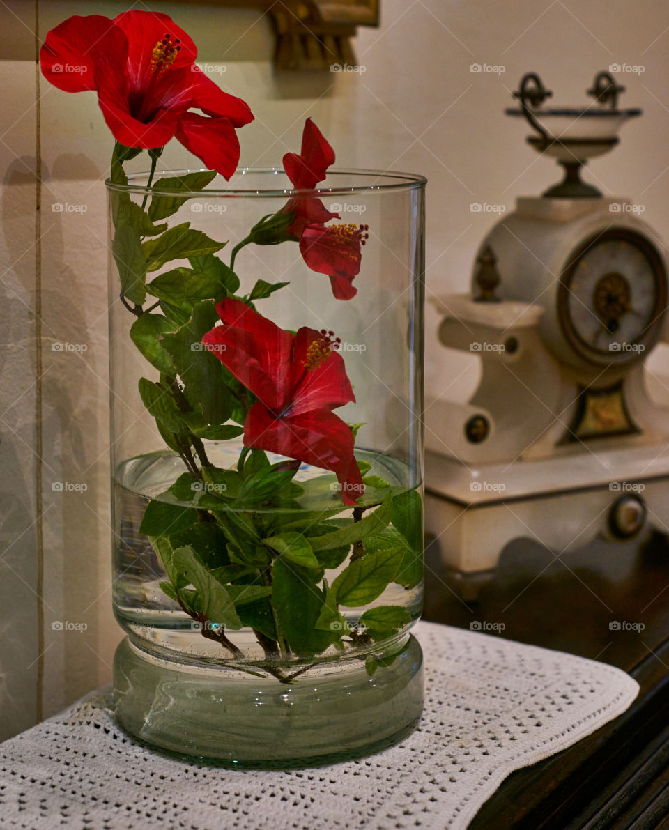 Hibiscus. Flor de un día 