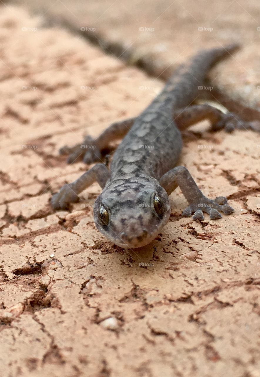 Lizard closeup