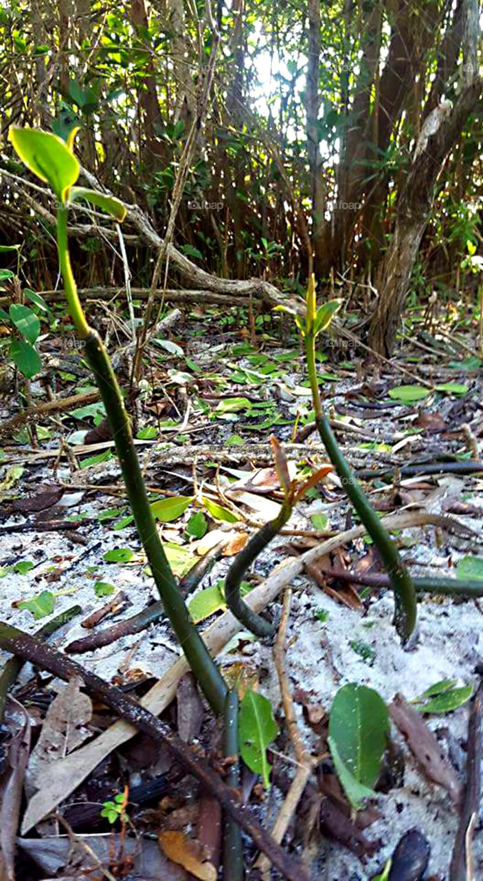 Mangrove Sprouts