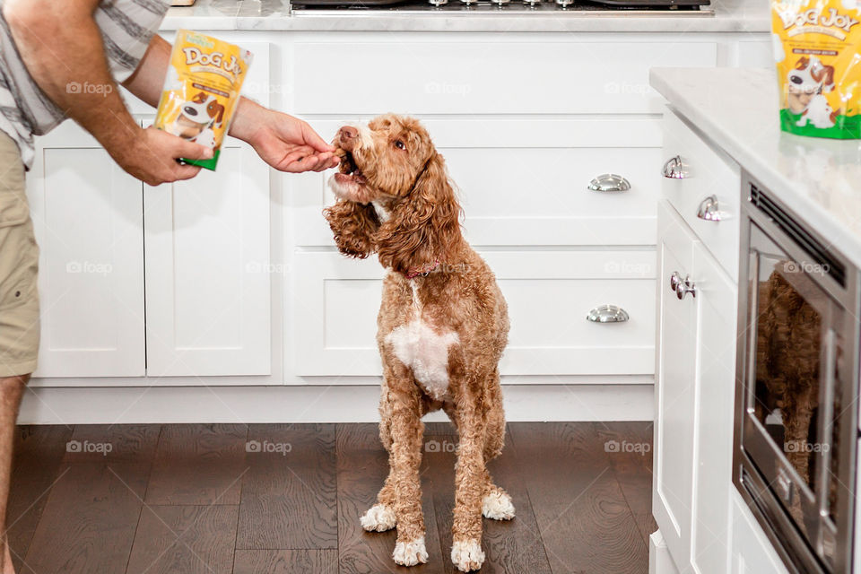 Treat for the good girl