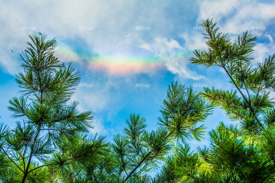 Pine tree, pine leaves with rainbow background