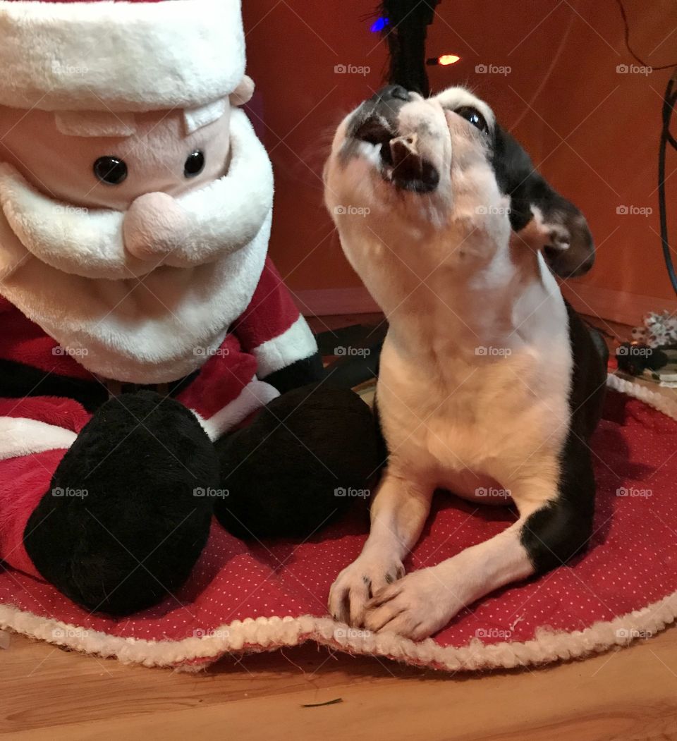 A closeup of Santa watching my Boston Terrier enjoying one of her Christmas treats while relaxing under the Christmas tree. 