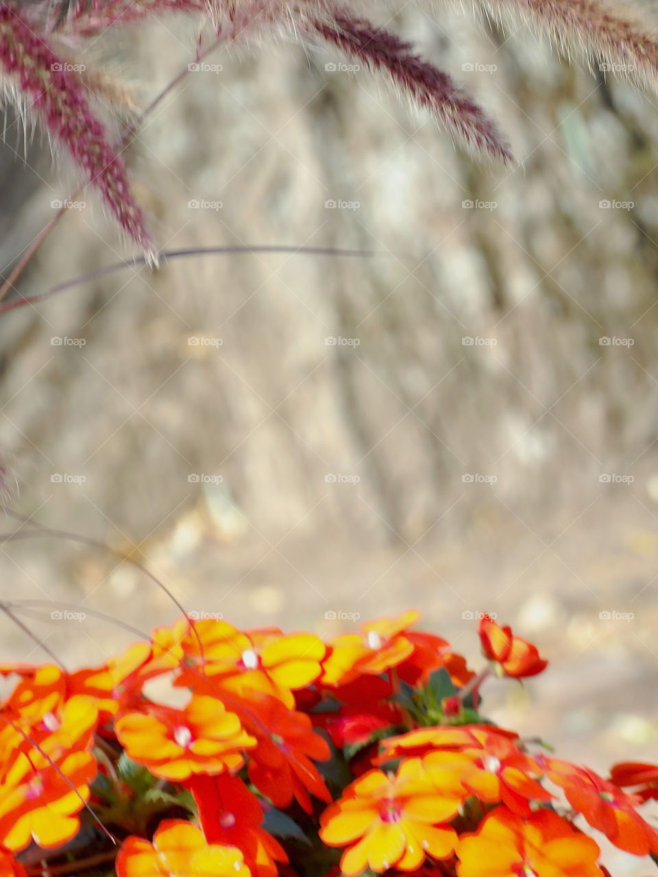Extra various colored different plants shooted focused on foreground