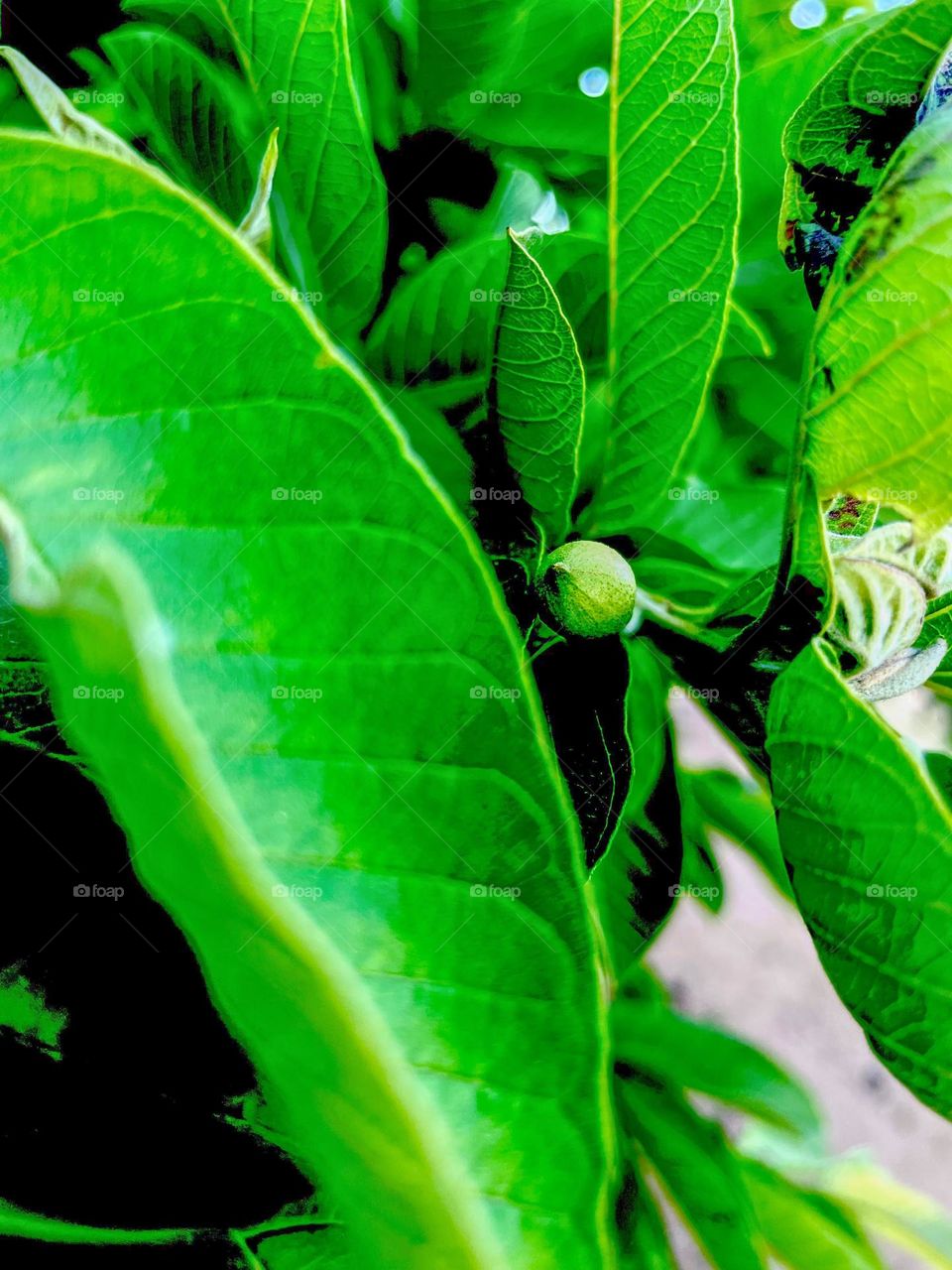 Guava plant leaves 