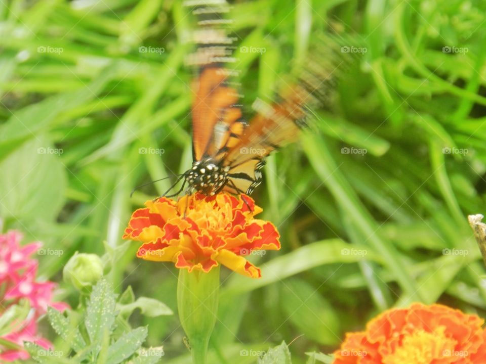 Nature, Summer, Flower, Insect, Flora