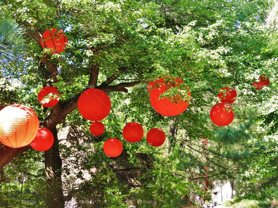 orange Chinese lanterns decorated trees