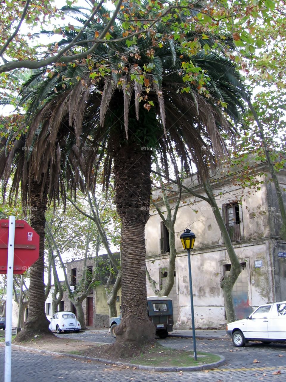 Palm Tree. Colonia del Sacramento Street