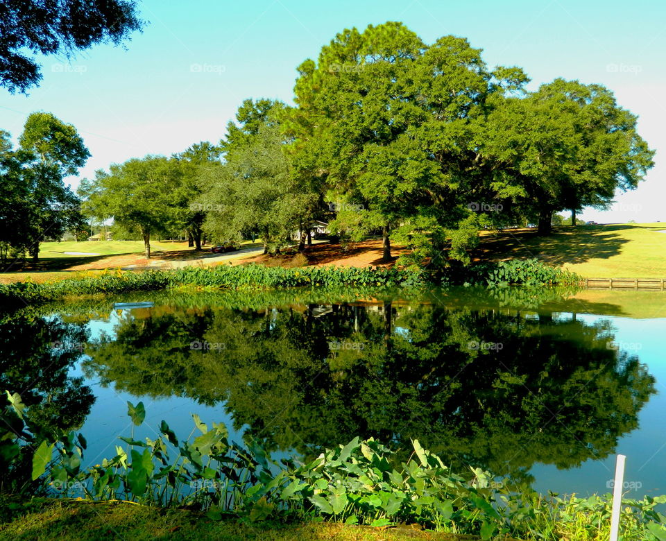 Reflection of trees