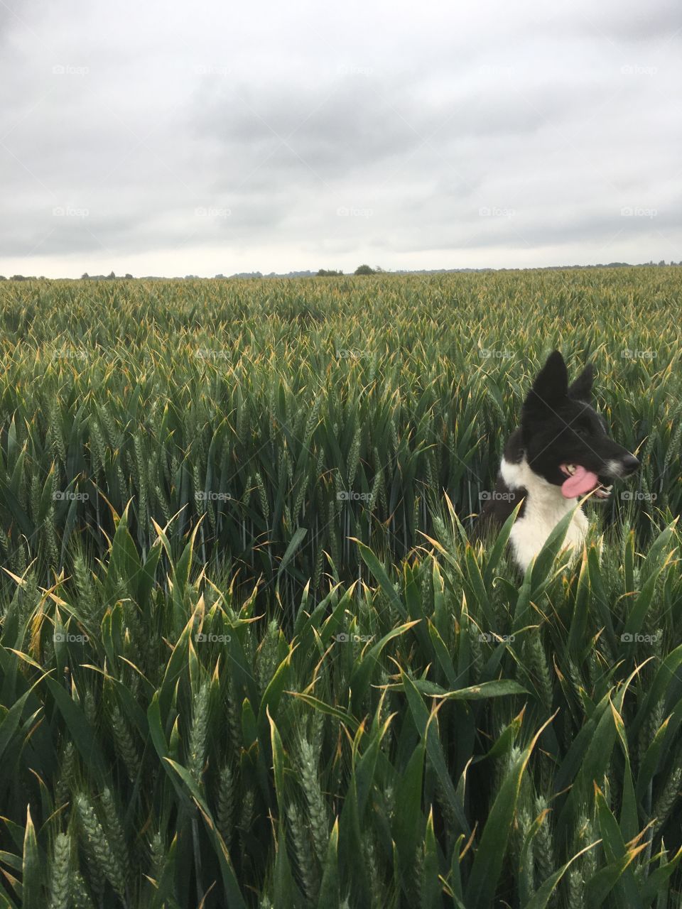 Young collie on back legs leaping over a crop of wheat 