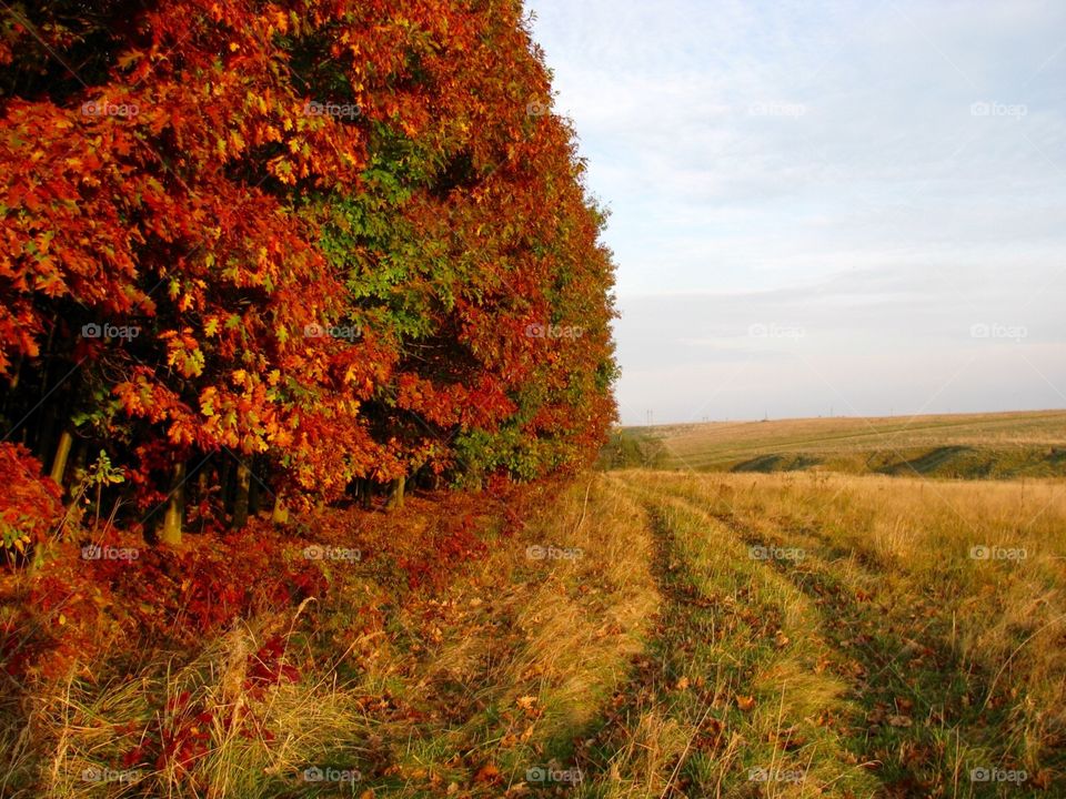 Autumn in the countryside 