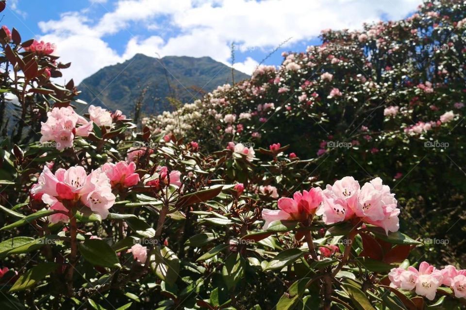 Tibet mountain flower 