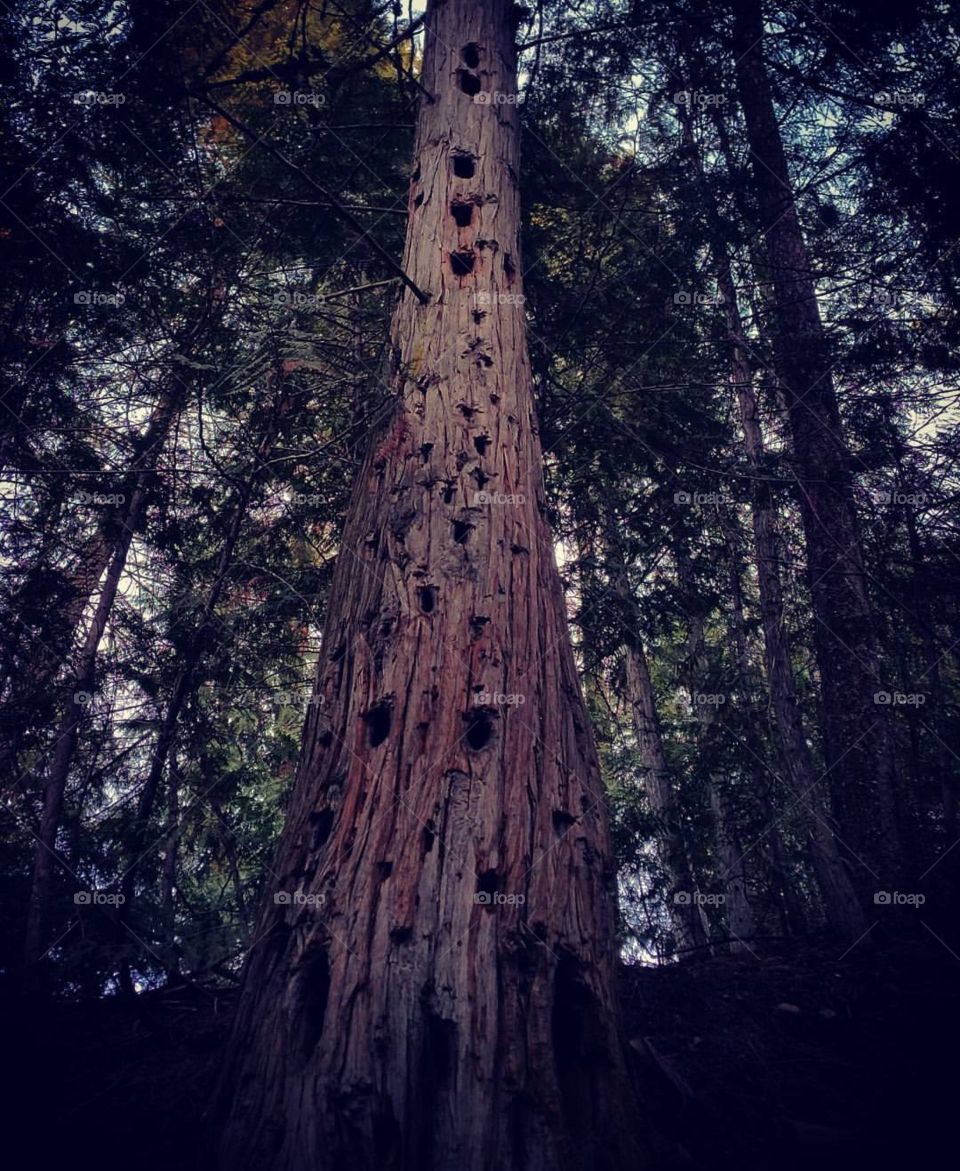 Walk Among The Giants.