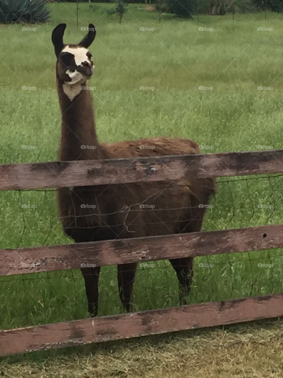 Lucy llama 