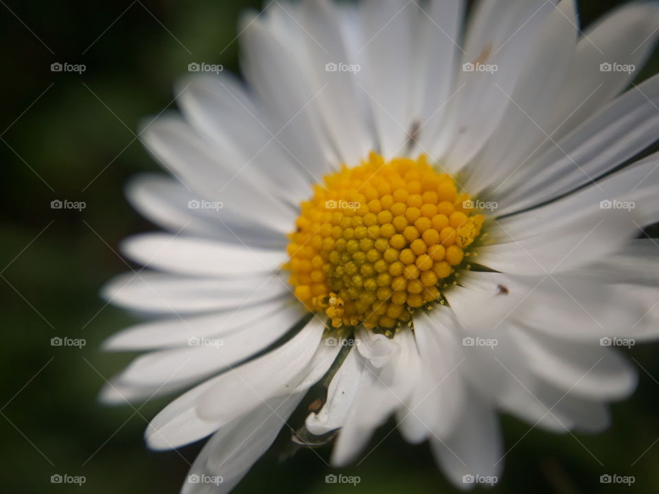 Daisy flower in the spring garden macro view
