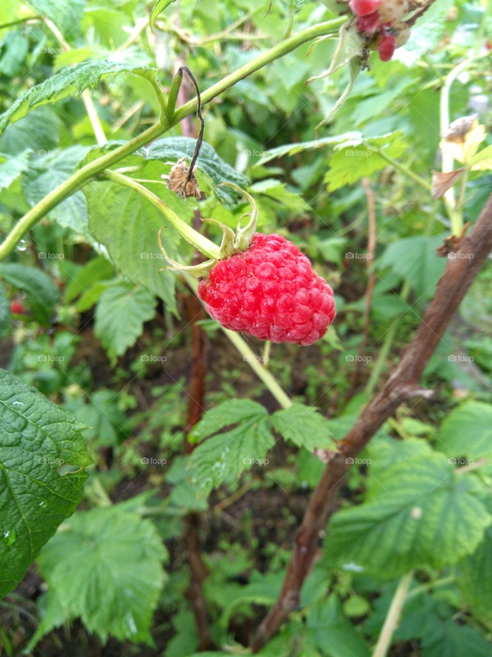 raspberry growing in the garden summer time