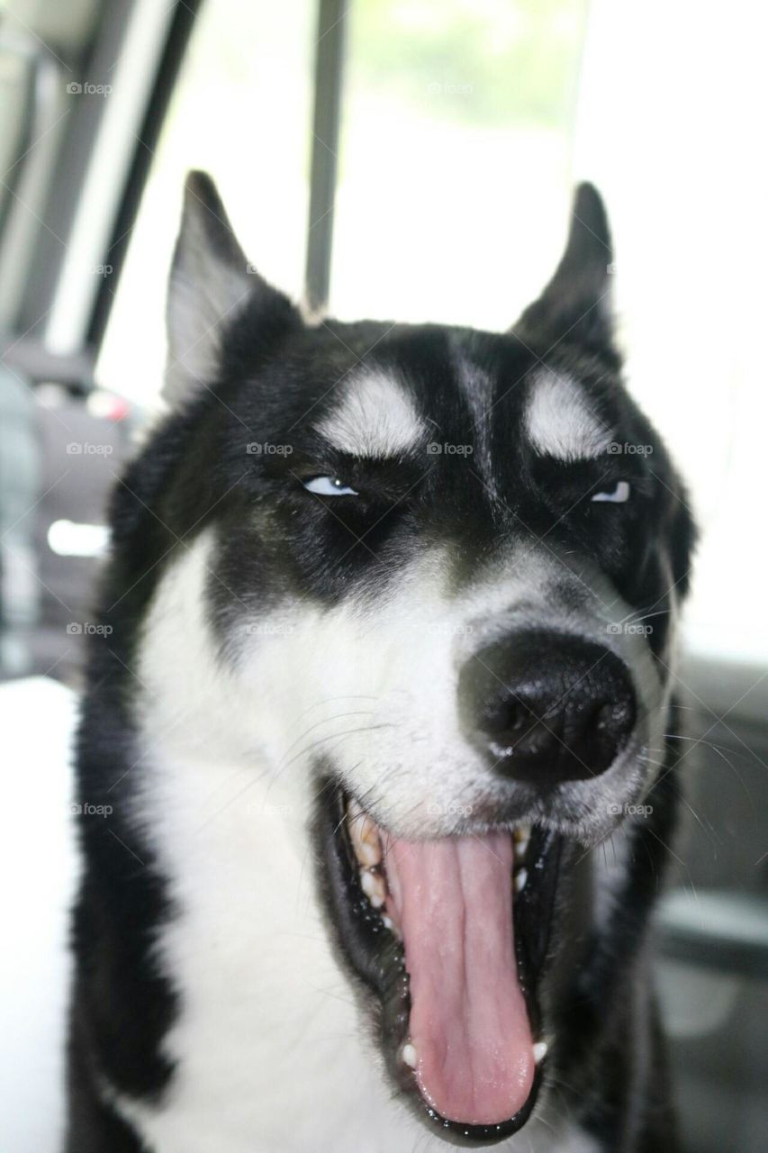 Yukon the husky. such a goofy look.
