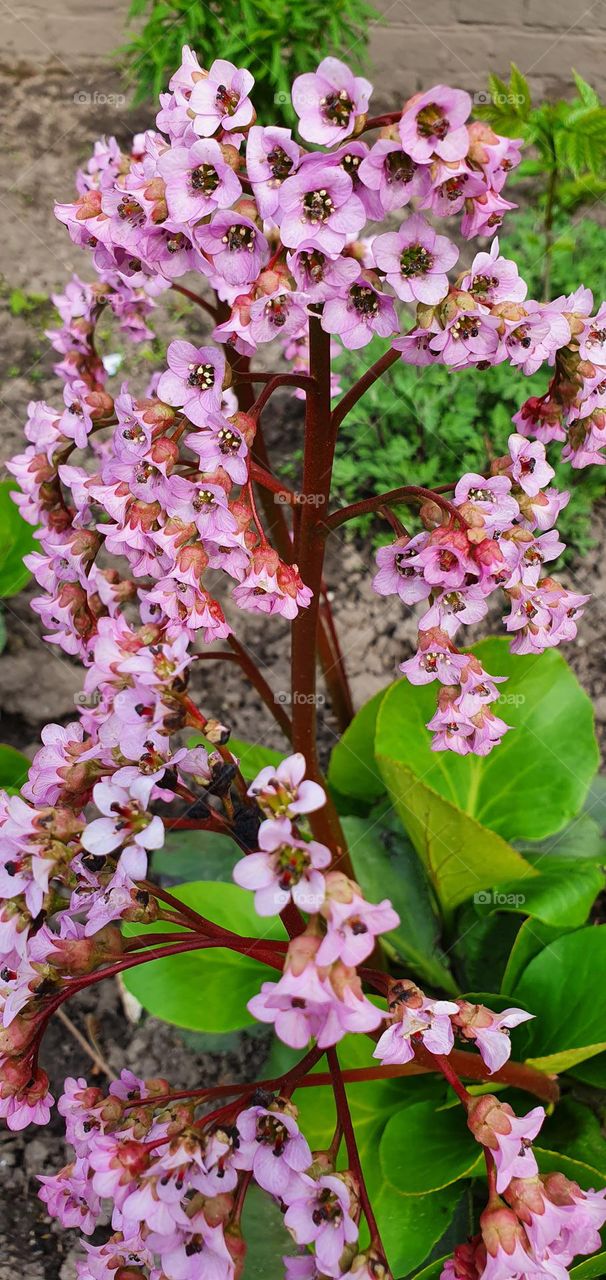 Bergenia