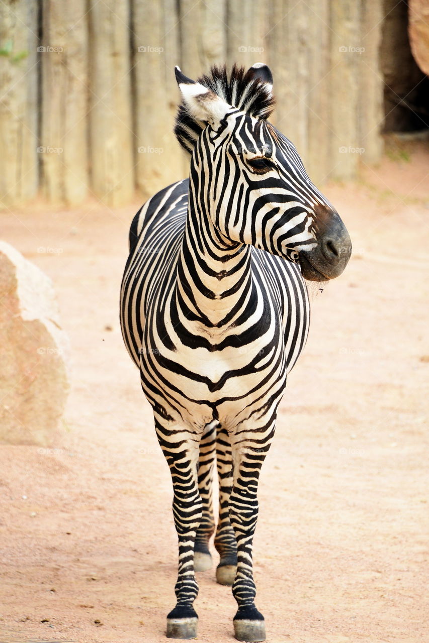 Close-up of zebra