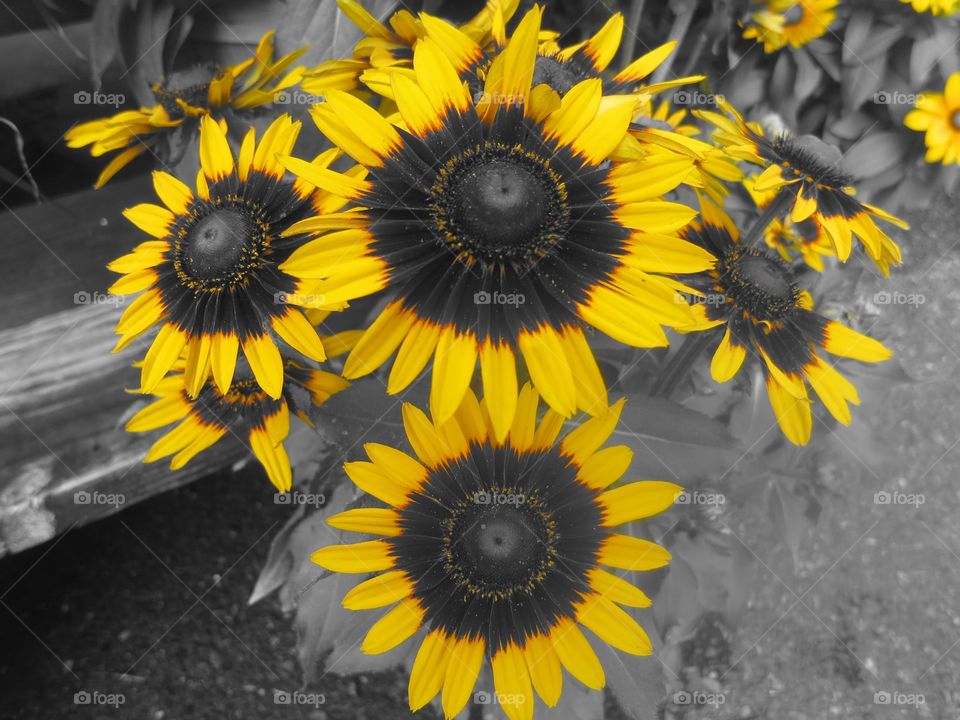 Sunflowers on black and white