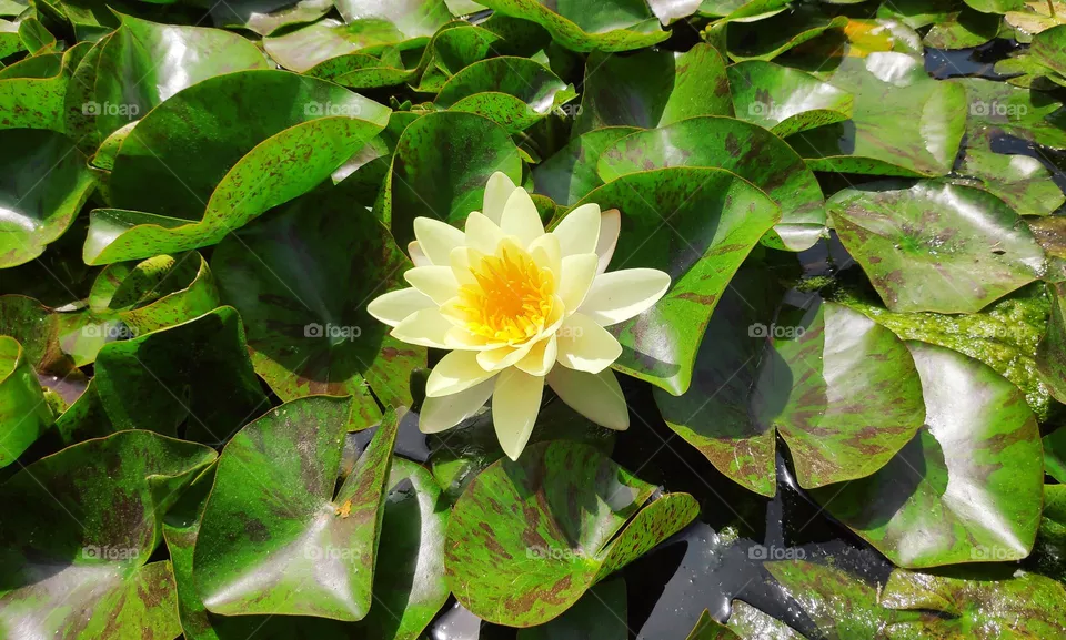 Nymphaea mexicana