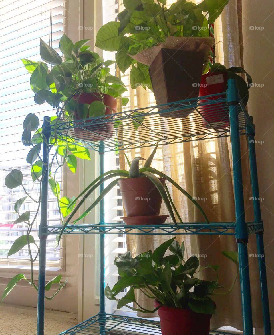 Indoor plants 