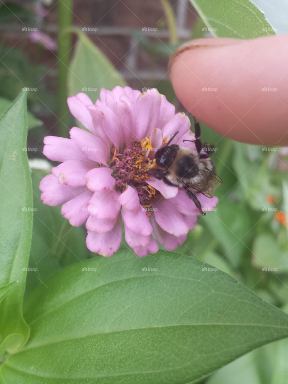 Bee Hi-Five