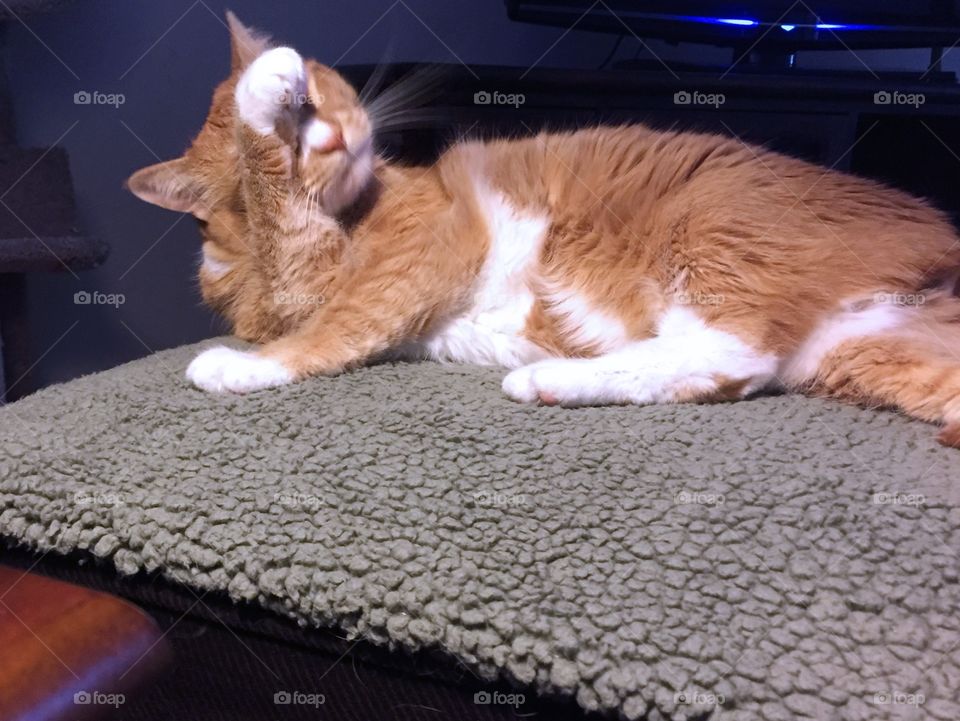 Orange tabby cat grooming 