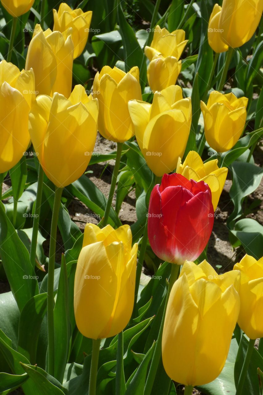 Intrus parmi les tulipes jaunes 