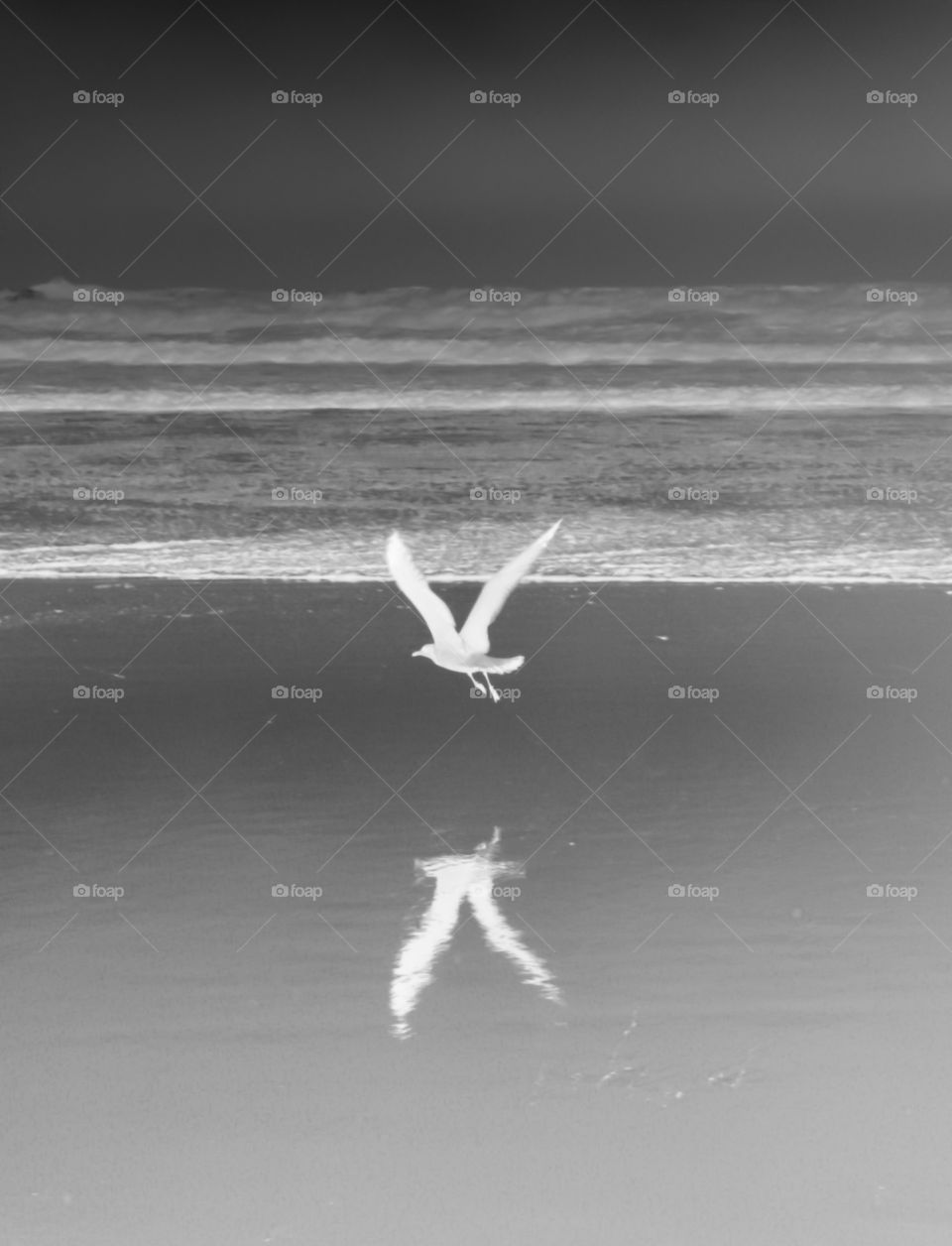 Seagull reflected on ocean shore in black and white 