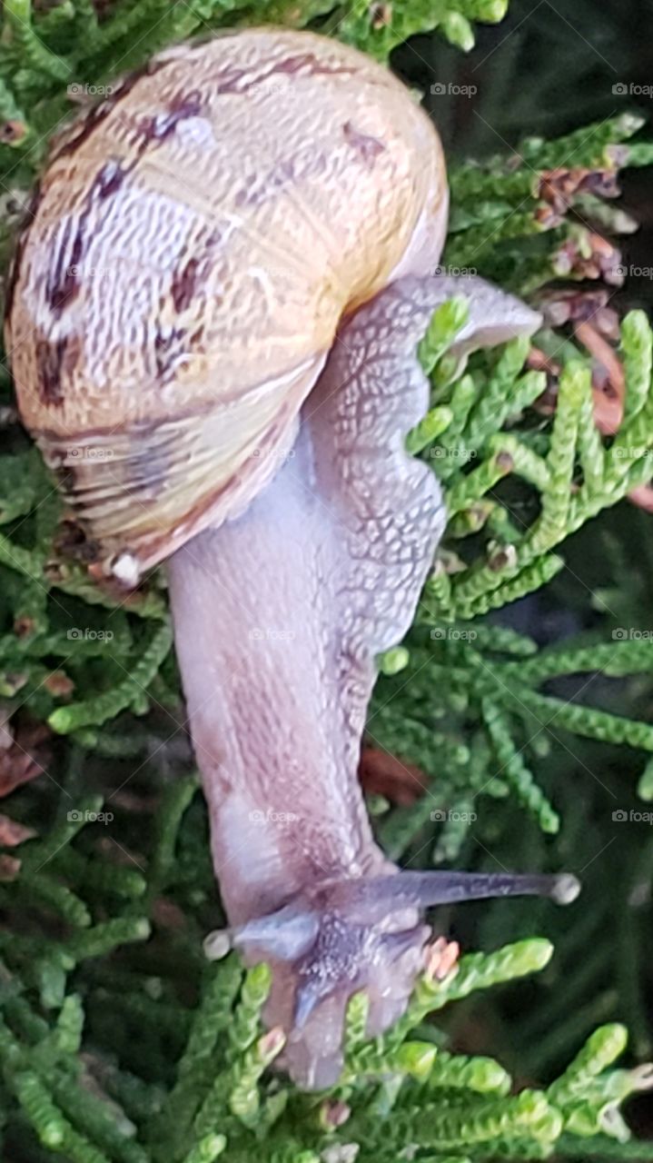 snail