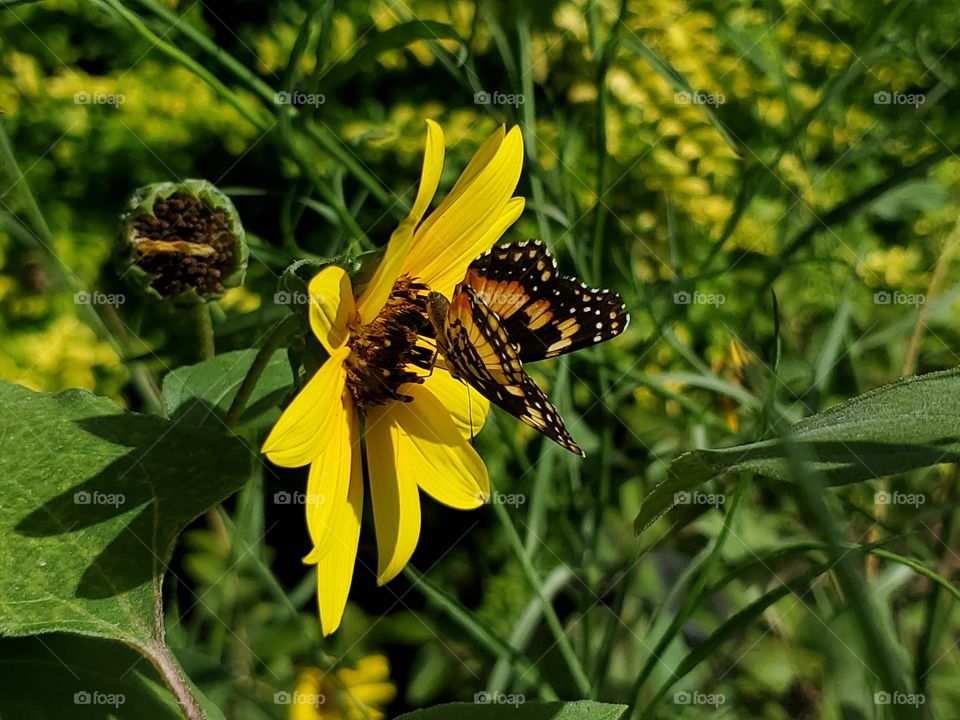 Border patch butterfly pollinating a wild sunflower on a beautiful sunny day.