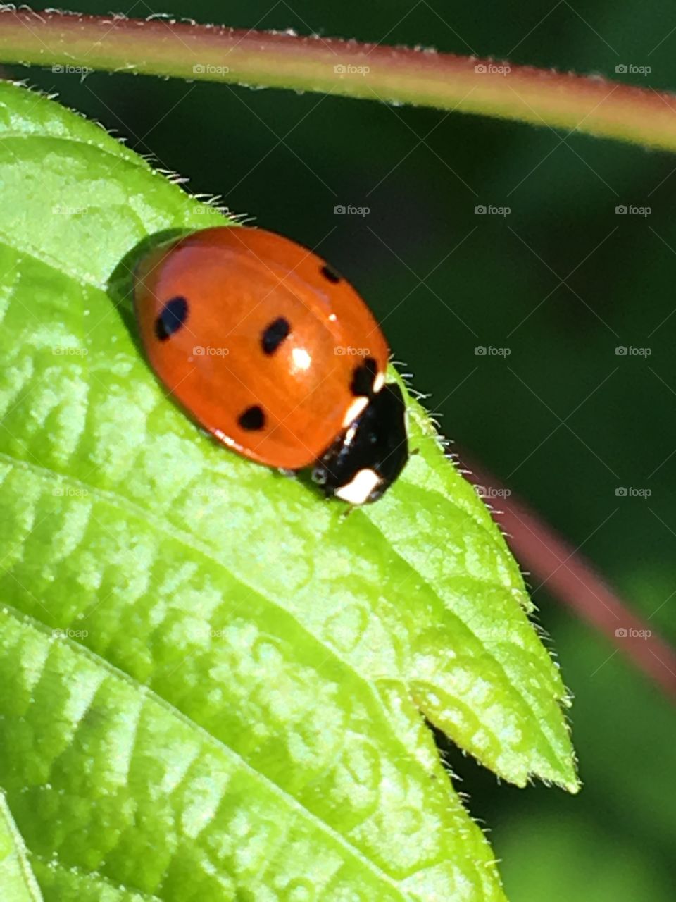Ladybird closeup #34
