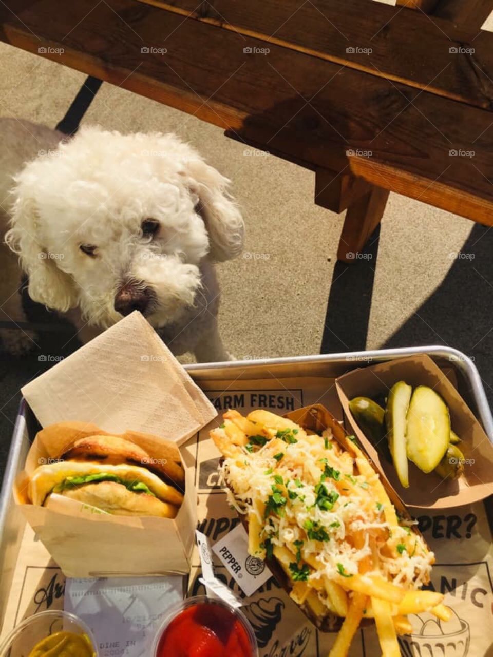 Dog and Burger 