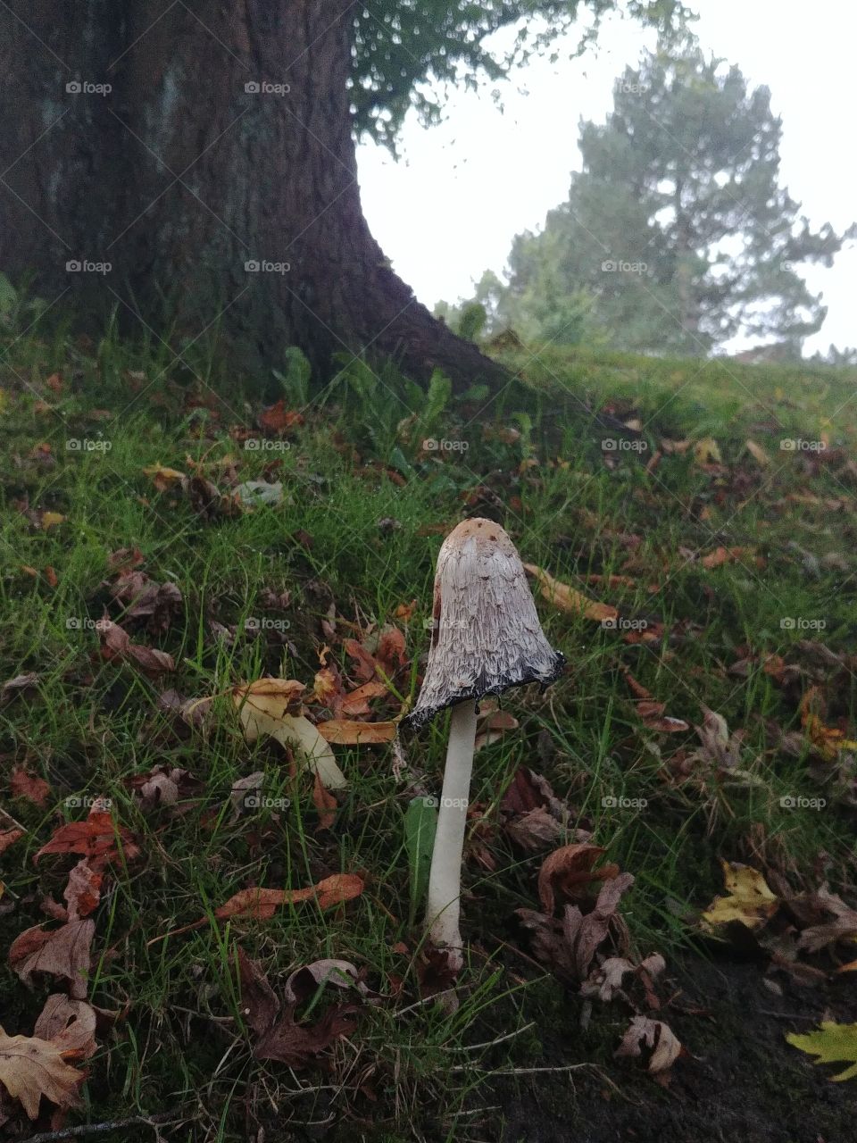 mushroom pilz Tintenschöpfling wiese Herbst autumn Blätter
