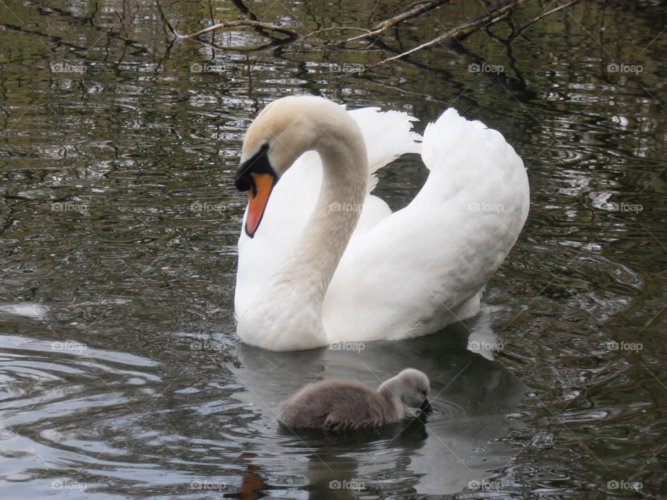 Mother Swan