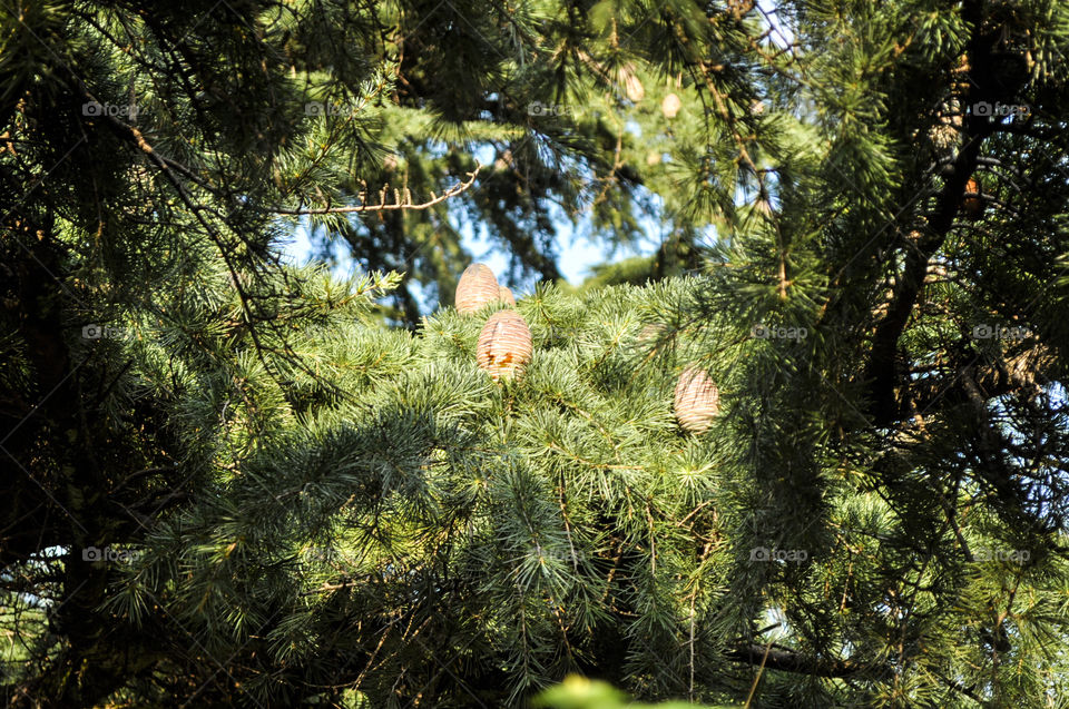 Tree, Nature, Wood, No Person, Evergreen