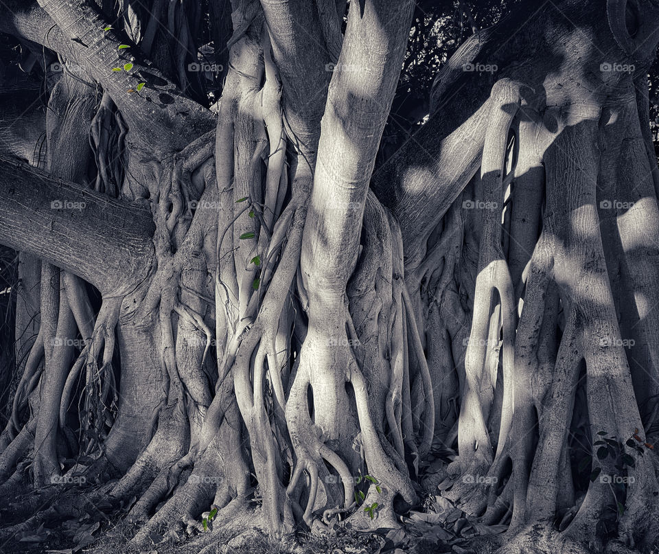 Banyan tree roots in shade on a bright afternoon 