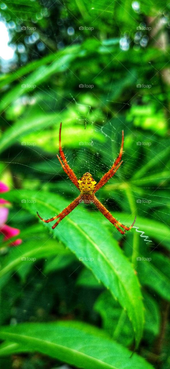 Argiope appensa is a species of spider in the family Araneidae.