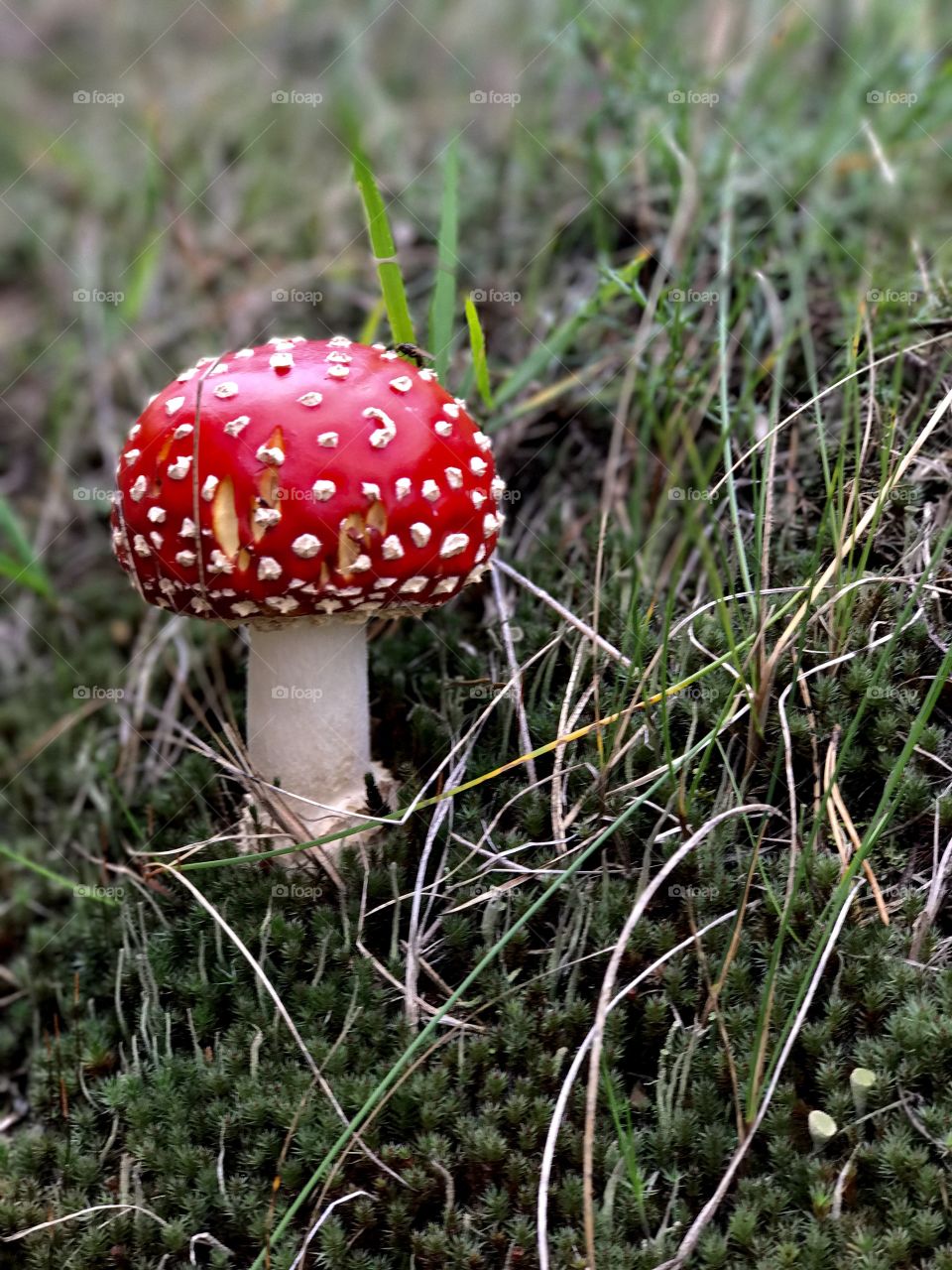Fly agaric. Moss. 