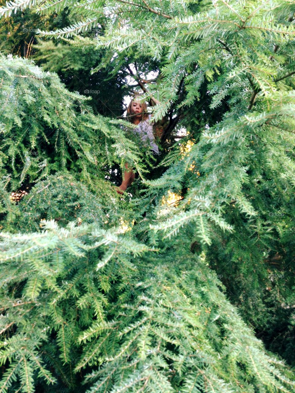 Climbing up on a tree in the forest 