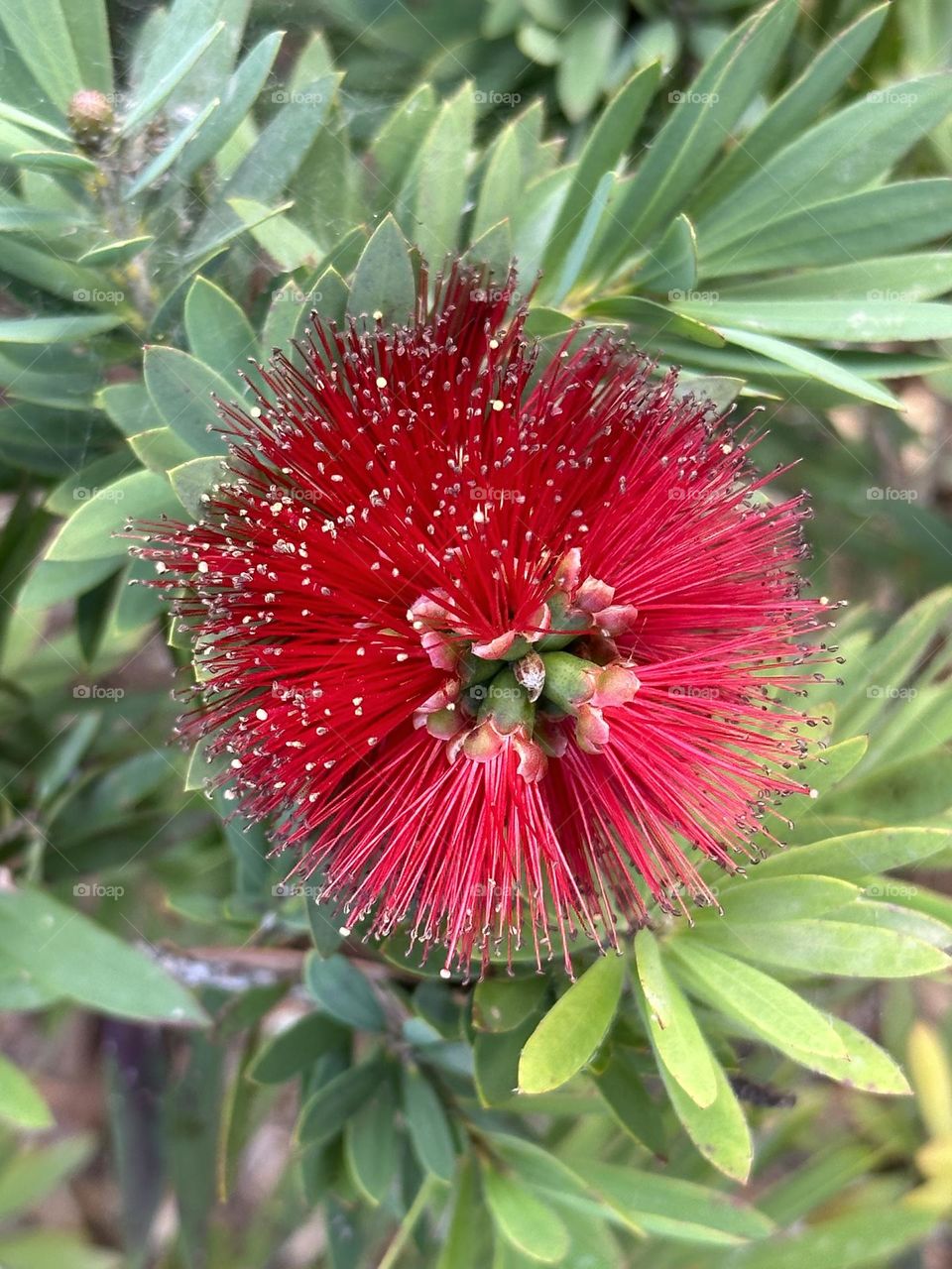 A close up view of the Crimson Bottlebrush surrounded by light green leaves is found along the street